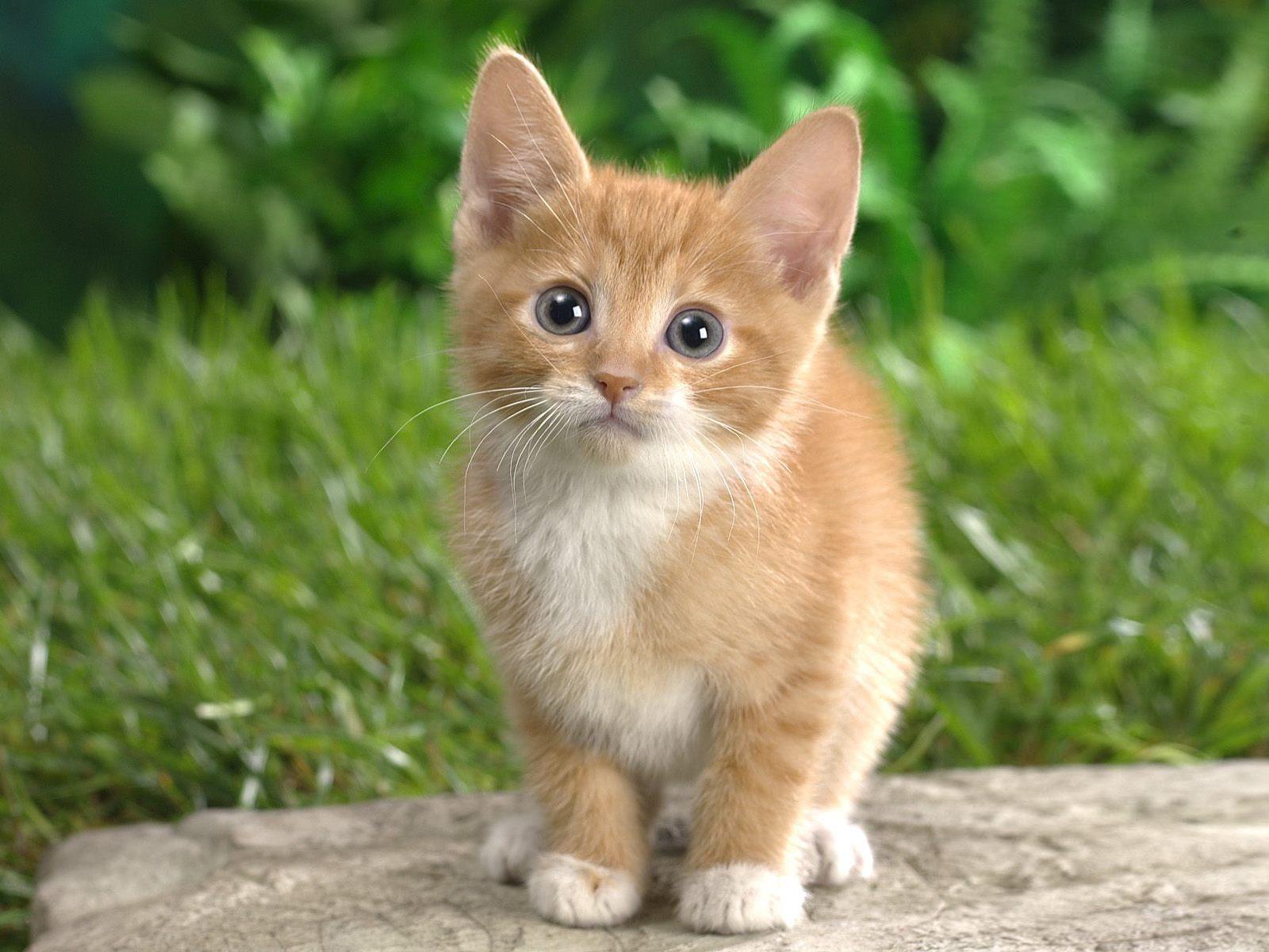 kitten
